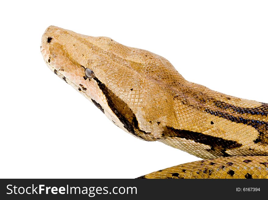 Head of a large adult Boa Constrictor  - detail. Head of a large adult Boa Constrictor  - detail