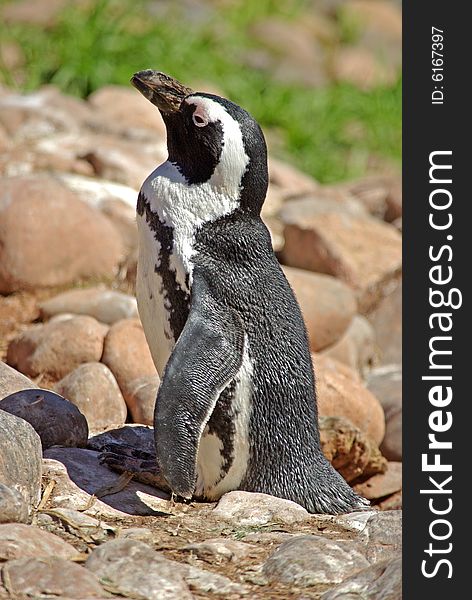 Black-footed penguin from South Africa standing on shore.