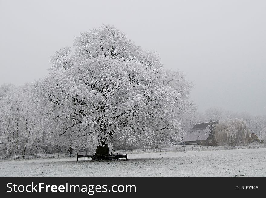 A frozen tree in Holland. A frozen tree in Holland.