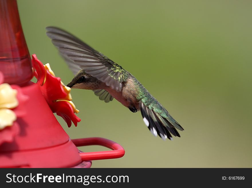 Hummingbird enjoying a snack at the feeder. Hummingbird enjoying a snack at the feeder.