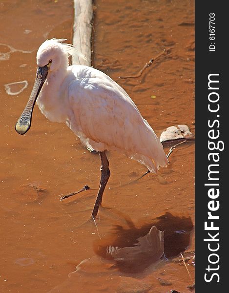 European Spoonbill standing in the Shallows of a lake.