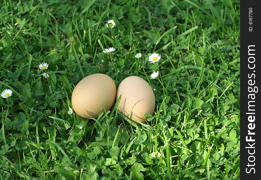 Two brown chicken eggs in grass