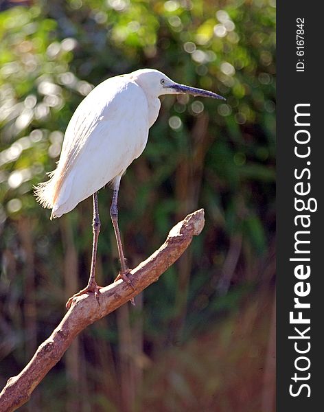 Little Egret fishing from a branch.