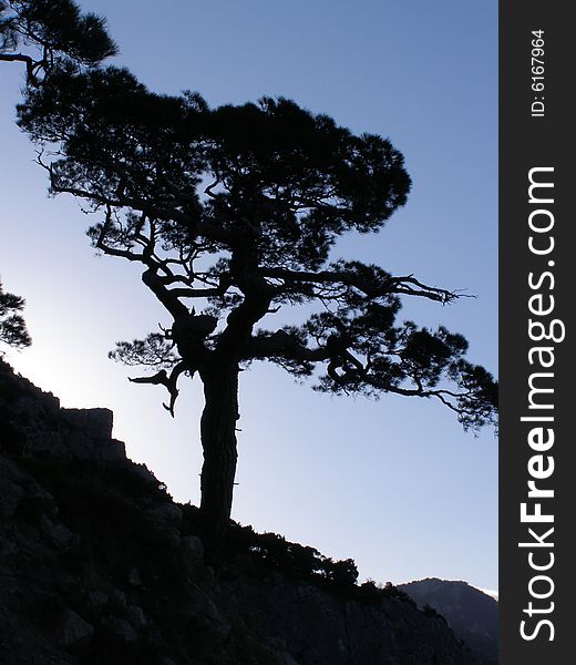 Early morning in Crimea. Silhouette of a pine. Early morning in Crimea. Silhouette of a pine