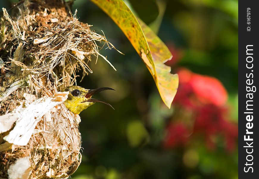 Female sunbird sitting in her nest in an ixora bush. Female sunbird sitting in her nest in an ixora bush