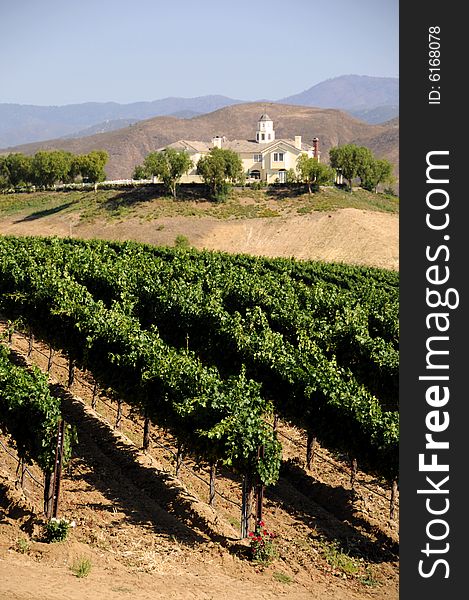 Rolling hills of a vineyard in southern california