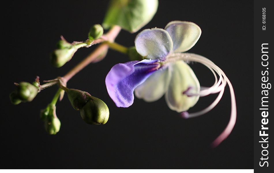 Photo of a flower and buds against a black background.
