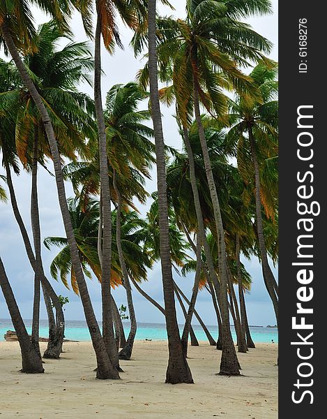 Group of palm trees on the beach in Maldives. Group of palm trees on the beach in Maldives
