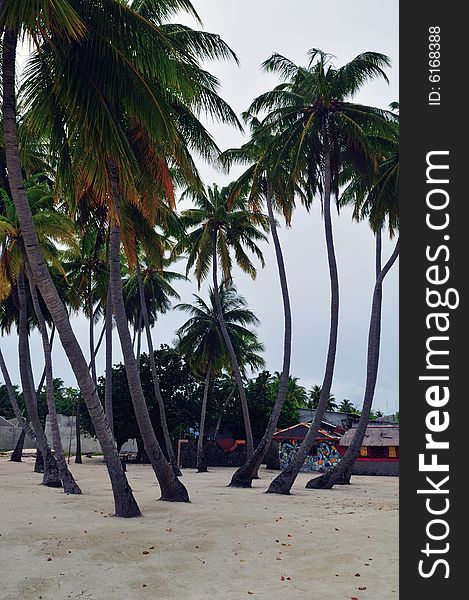Group of palm trees on the beach in Maldives. Group of palm trees on the beach in Maldives
