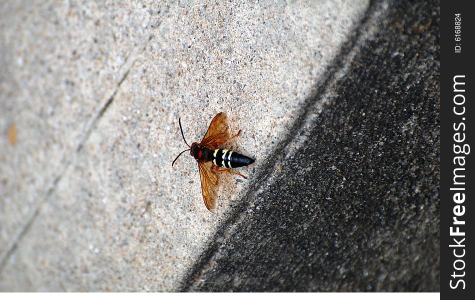 A hornet photographed in my yard in indiana