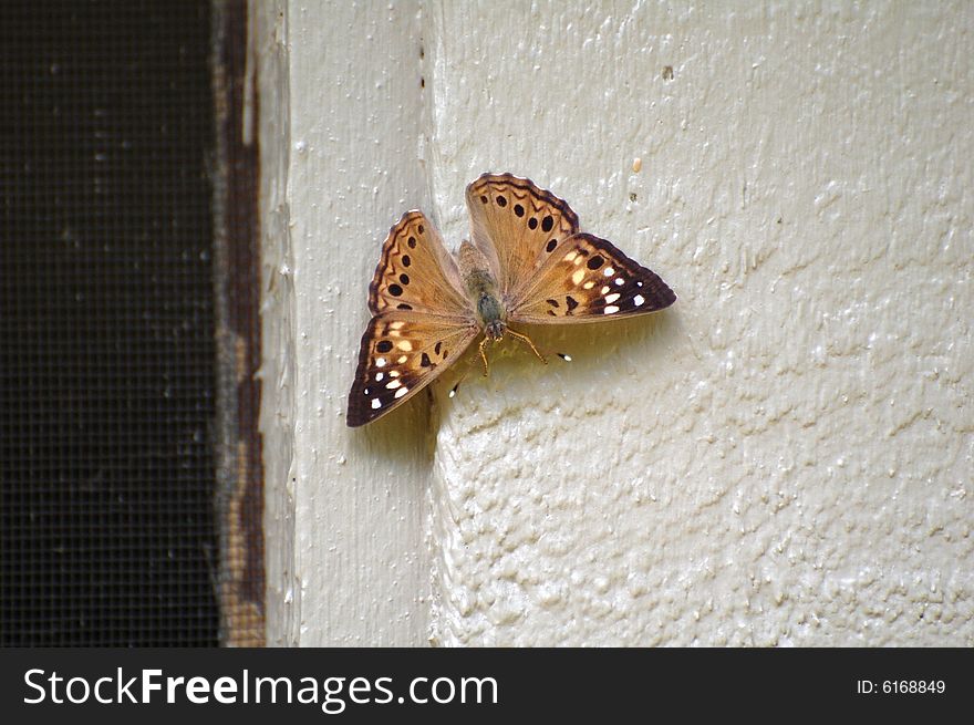 A butterfly on my house in indiana