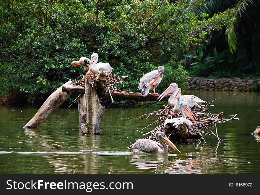 Group of Yellow Billed Stork