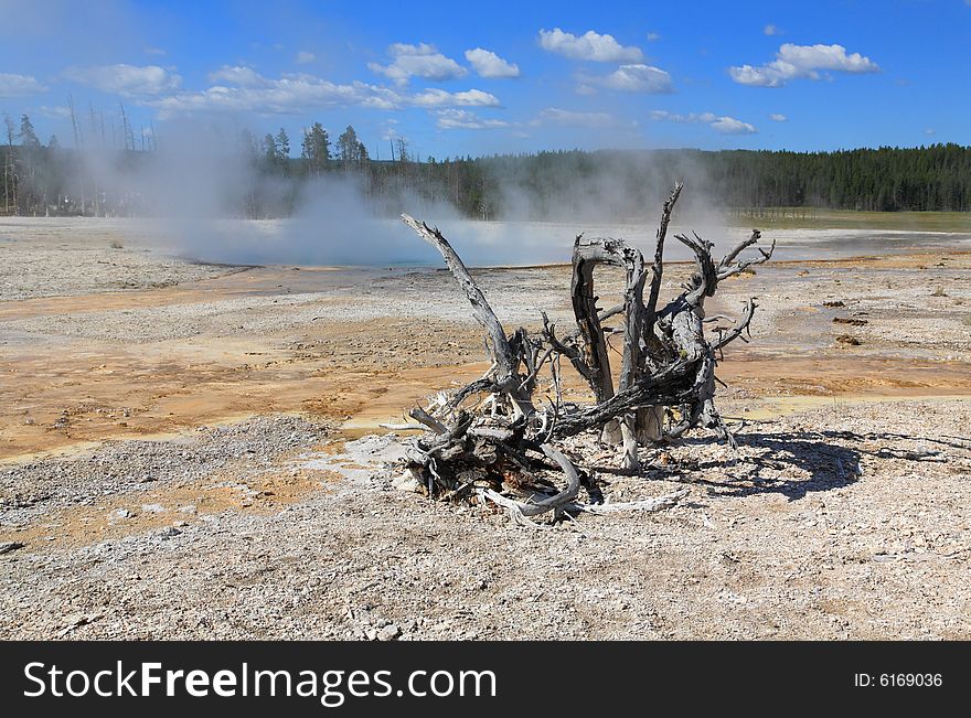 The scenery of Lower Geyser Basin in Yellowstone National Park