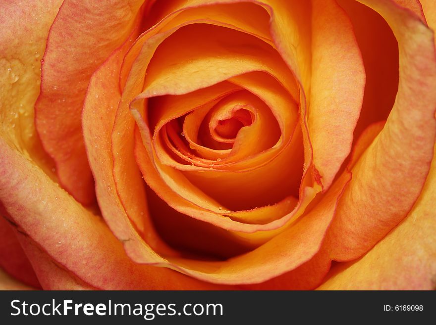 Close up of orange yellow rose with some water drop.