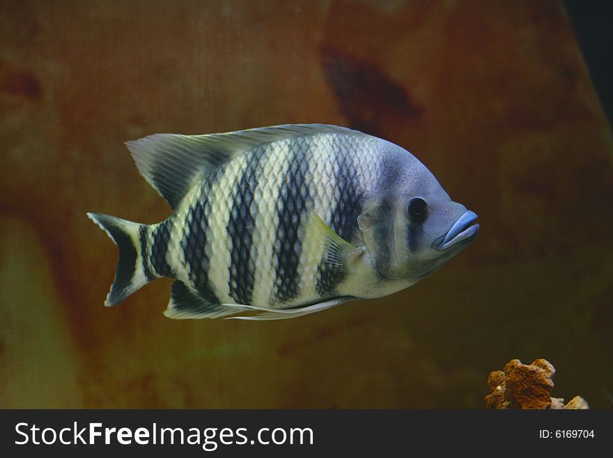 Big tropical fish in aquarium (close-up photo)