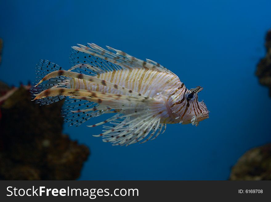 Lionfish On Blue Background