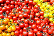 Cherry Tomatoes Royalty Free Stock Photography Cherry Tomatoes Royalty Free Stock Photography