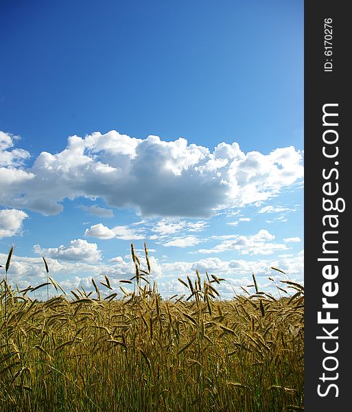 Wheats ears against the blue  sky. Wheats ears against the blue  sky