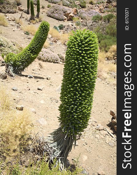 Typical green plant near teide volcano at tenerife island spain. Typical green plant near teide volcano at tenerife island spain