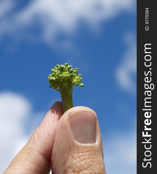 Broccoli held against a summer sky. Broccoli held against a summer sky.