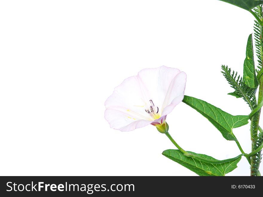 Beautiful  flowers on white background