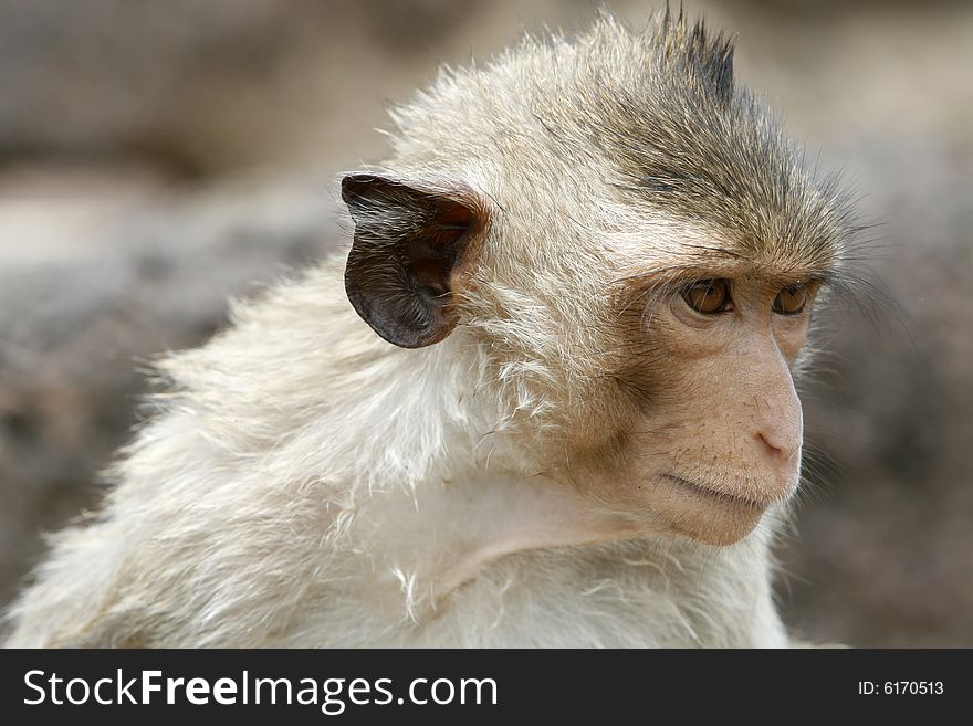 A smart monkey in a historical park at Asia. A smart monkey in a historical park at Asia