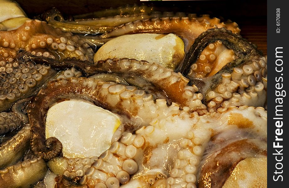 Octopus in details of tentacles, Japan