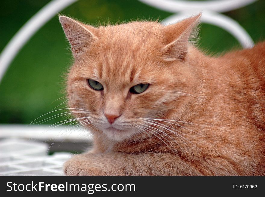 Affectionate green-eyed red cat, above-ground in a park. Affectionate green-eyed red cat, above-ground in a park