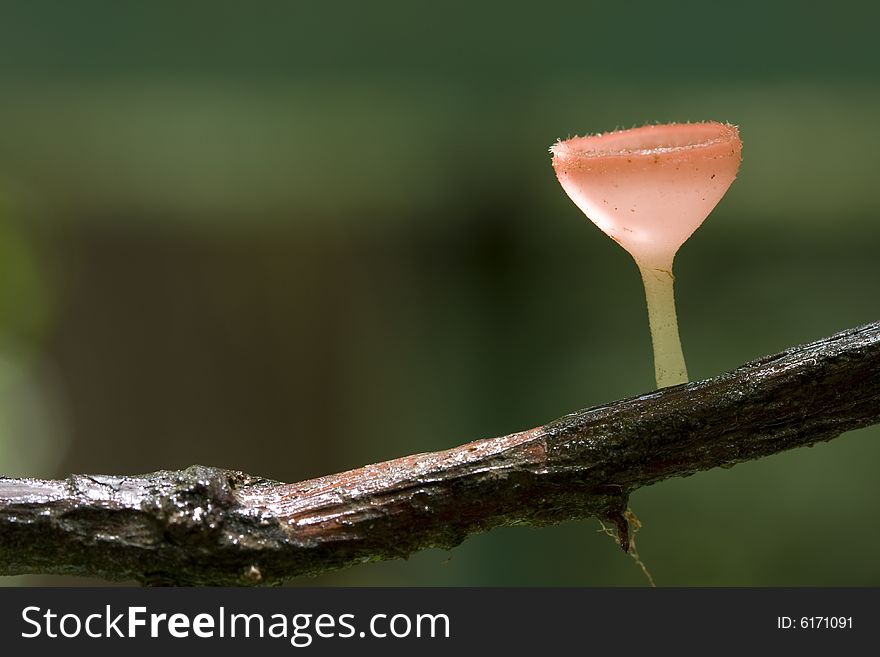 Thai people called wineglass mushroom, but its official name is Tarzetta Resea .