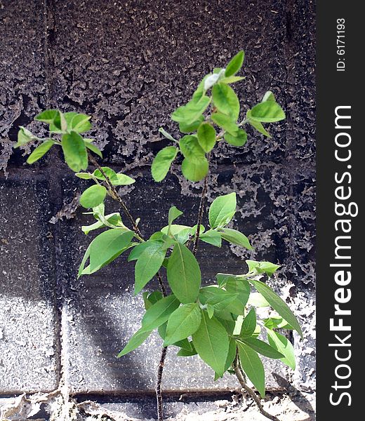 Small green sapling, growing on a background a grey stone  wall