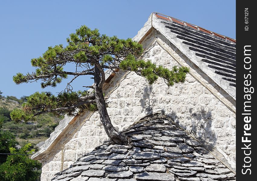 Natural bonsai on a church roof