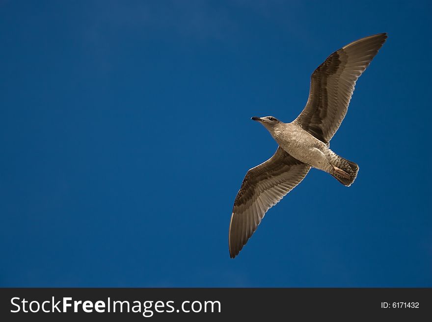 Seagull in flight with rich blue sky as a background.