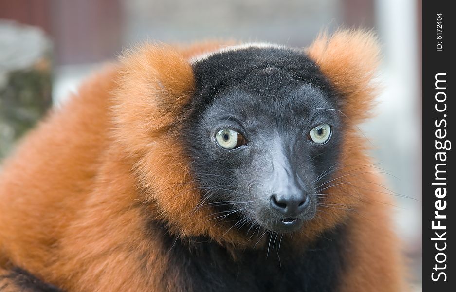 Red lemur