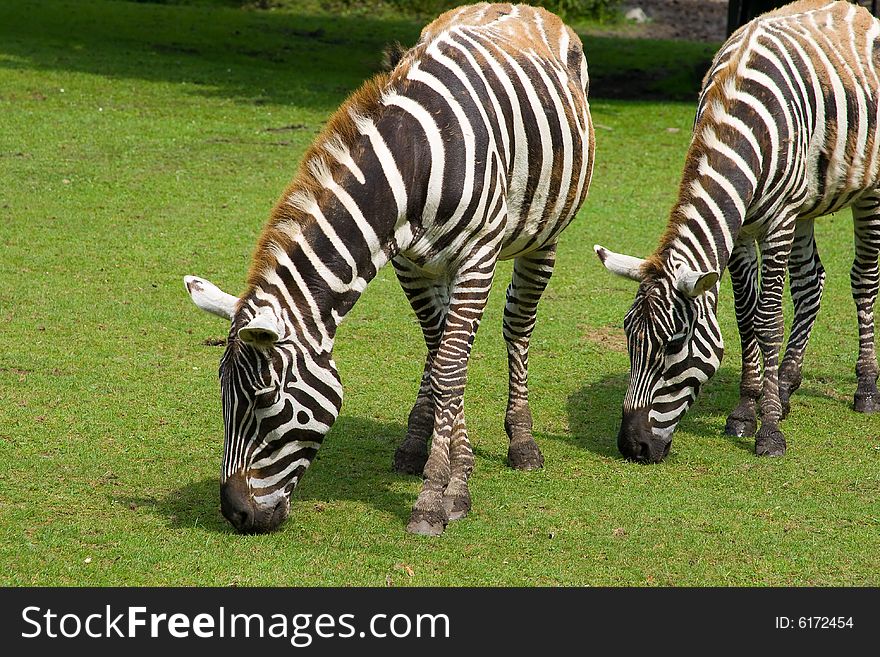 Grazing zebras, striped ponies, safari in zoo, animals in the zoo