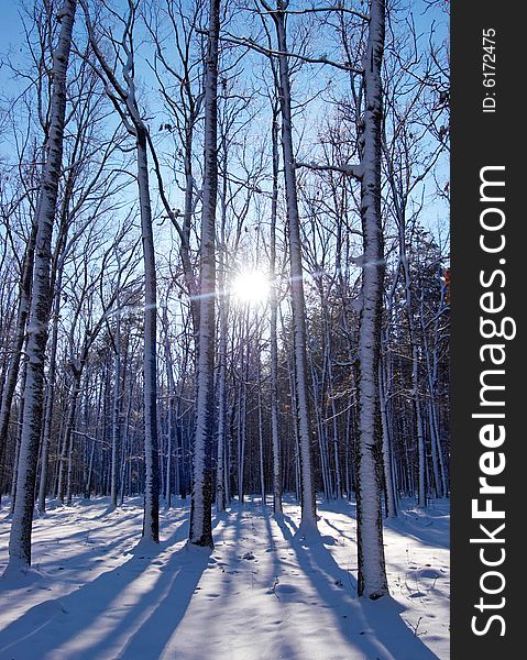 Winter in the park background