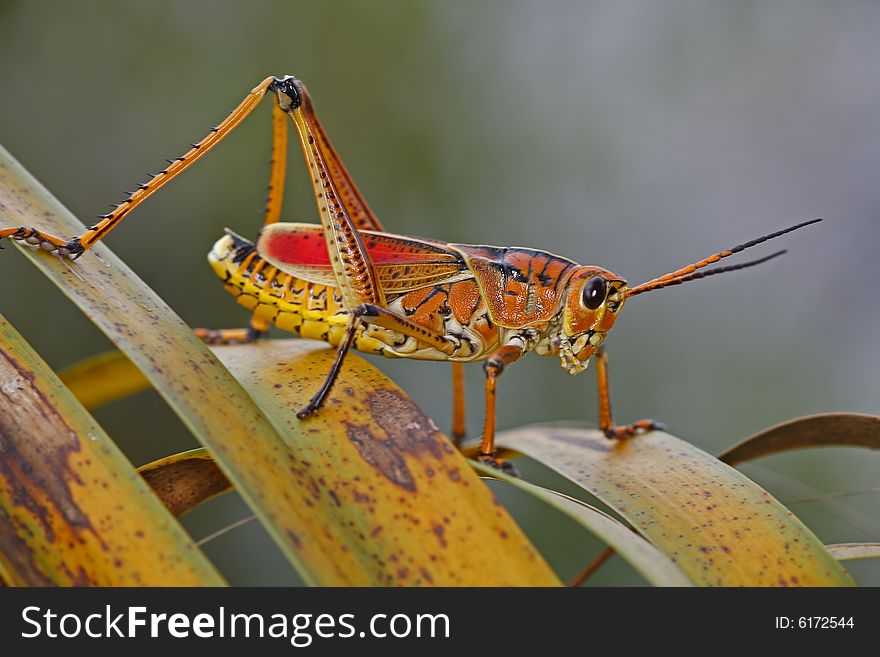 Large grasshopper in the everglades. Large grasshopper in the everglades