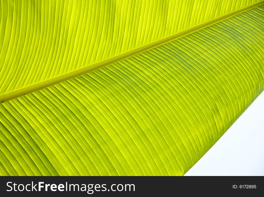 Green macro banana's leaf background