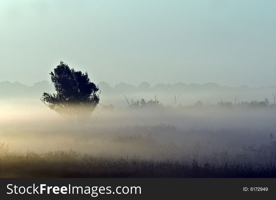 Fog over single tree and meadow. Early in the morning scene.