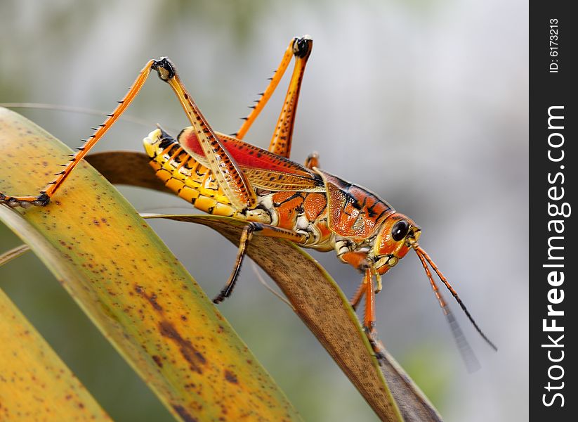 Large grasshopper on palm leaf in Florida