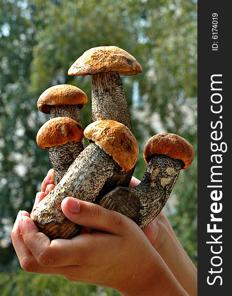 A child's hands full of aspen mushrooms. A child's hands full of aspen mushrooms.