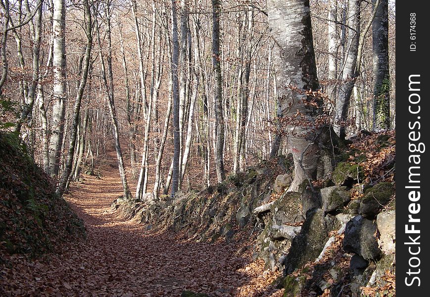 Path that goes onto a forest