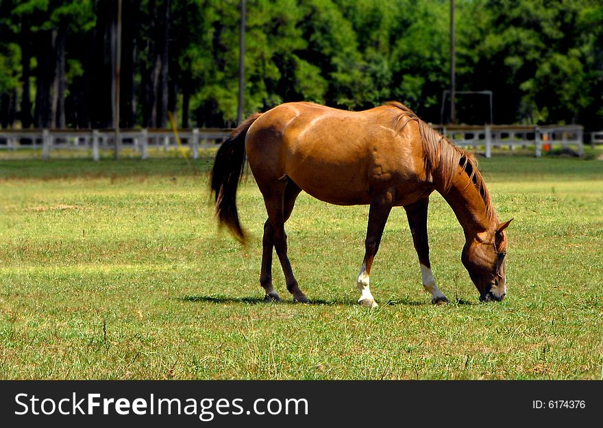 A red mare feeding in pasture. A red mare feeding in pasture