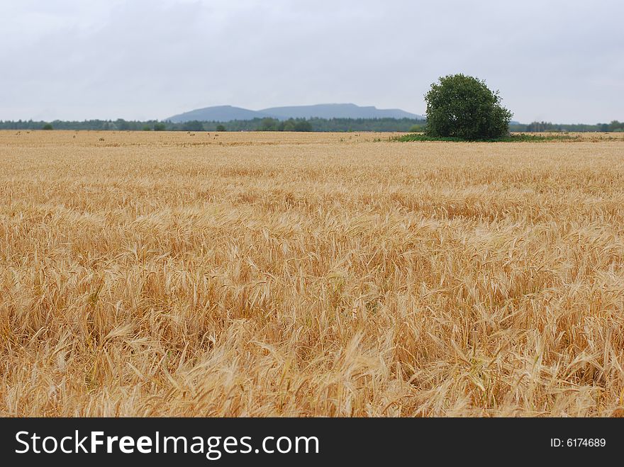 Gold Field