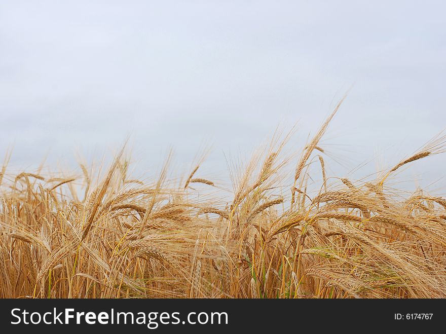 Field of barley at the blue sky. Field of barley at the blue sky