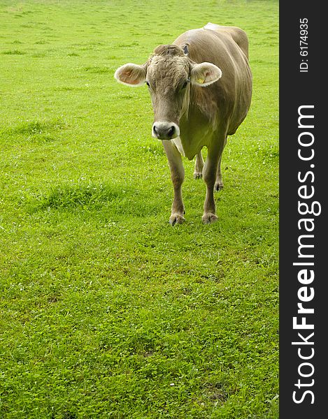 A jersey cow in a pasture at dawn. Space for copy at bottom of image. A jersey cow in a pasture at dawn. Space for copy at bottom of image.