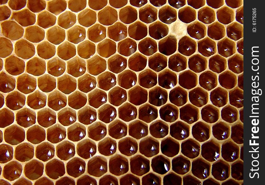 Yellow honeycomb filled with honey. Yellow honeycomb filled with honey
