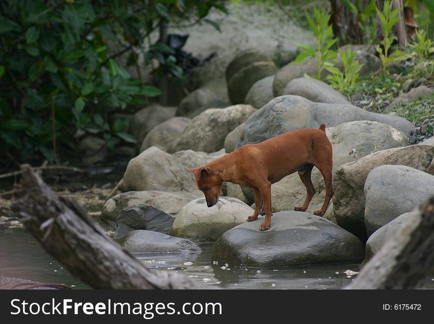 A stray puppy on the bank of a river in Costa rica.