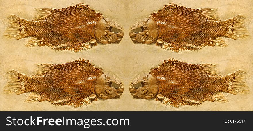 Fossil Fish in limestone / Fish background conceptual