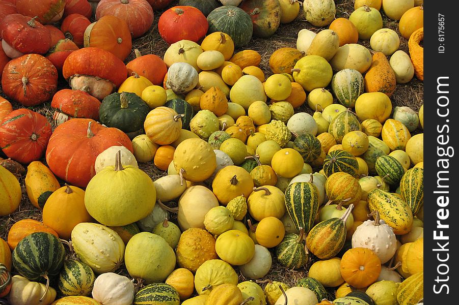 Variety of orange, yellow and green pumpkins. Variety of orange, yellow and green pumpkins