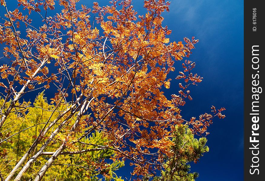 Autumn colors in a bright composition with trees and leaves against a deep blue sky